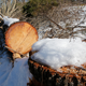 Downed trees mark the route of the Atlantic Coast Pipeline in Deerfield, Virginia.